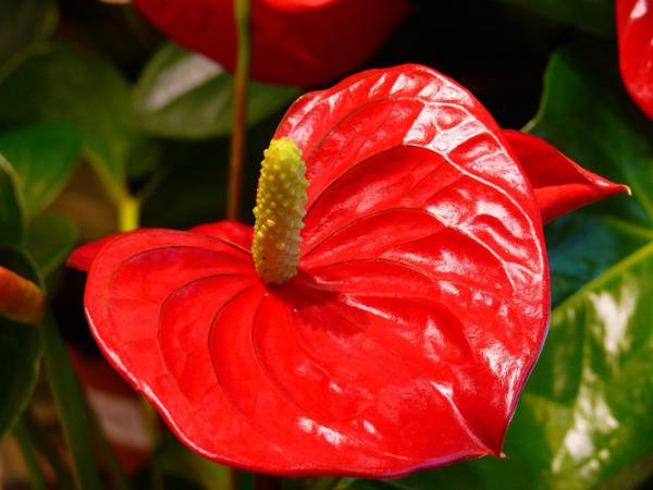 anthurium pertanda dan takhayul 