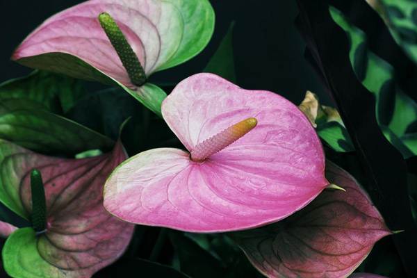 tanda anthurium 
