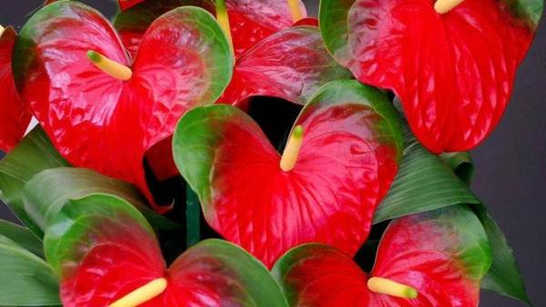 bunga anthurium lelaki 