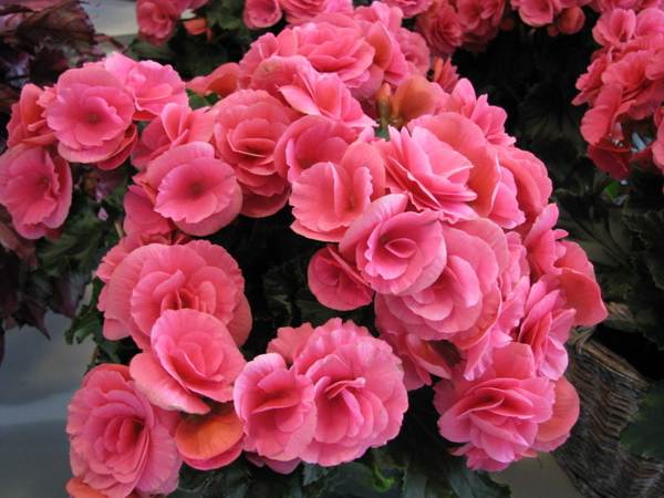 pertanda begonia pertanda begonia