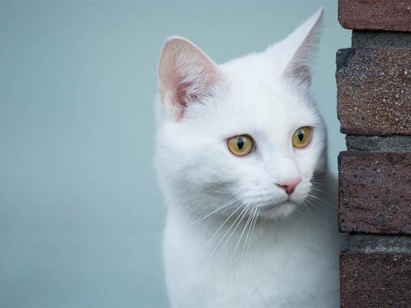 kucing kucing putih 