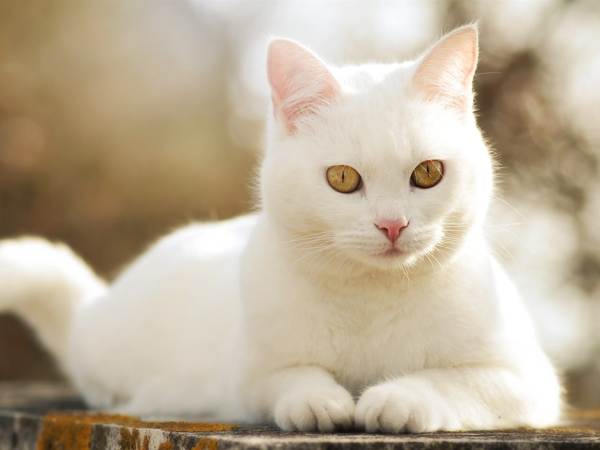 seekor kucing putih melintasi jalan 