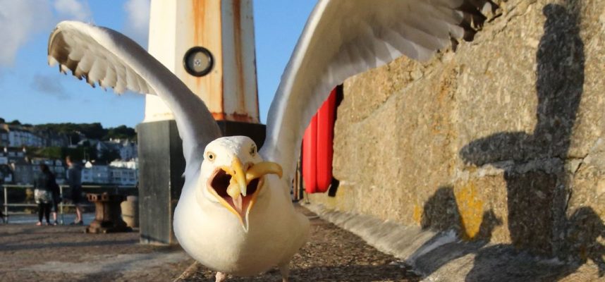Burung camar telah belajar memberitahu masa 