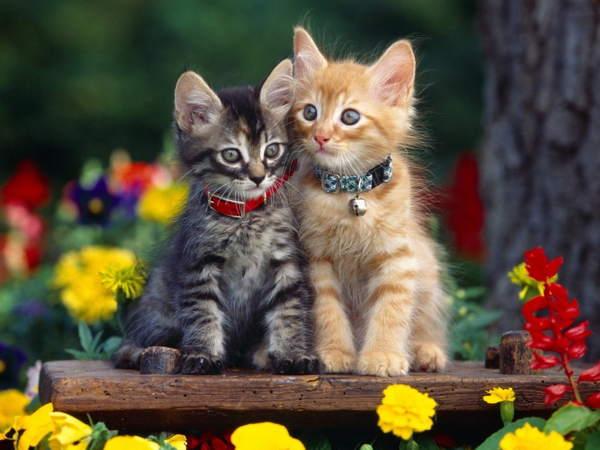 tanda kucing itu melahirkan di rumah 