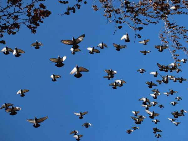omen burung nakatala 
