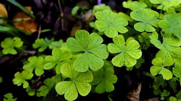 Apa maksud jimat semanggi empat daun dan adakah itu simbol keberuntungan? 