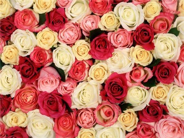 bunga ros merah jambu, merah, putih 