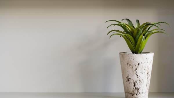 aloe mekar di rumah tanda 