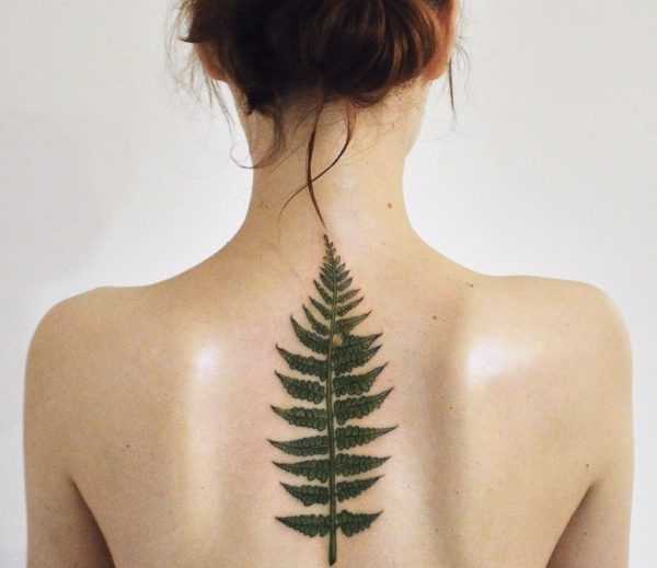 Tatu pakis  
