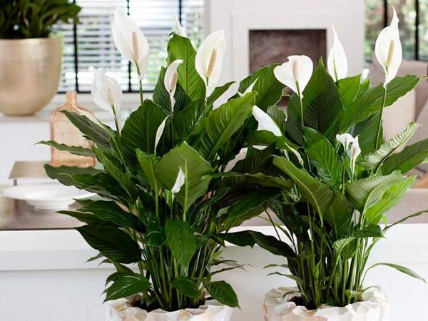ombak dan takhayul spathiphyllum 