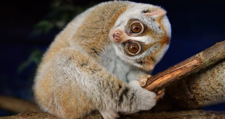 Hanya primata berbisa di dunia yang dapat menjelaskan mengapa sebilangan orang alah kepada kucing 