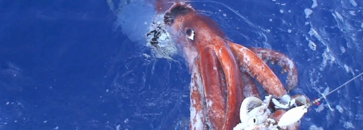 Genom sotong gergasi sepenuhnya menyahkod 