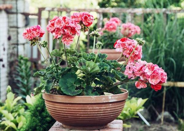 pertanda dan takhayul geranium 