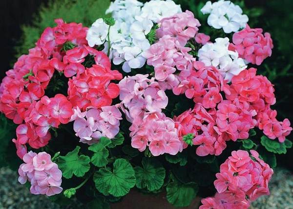 geranium di rumah tidak ada tahyul dan takhayul 