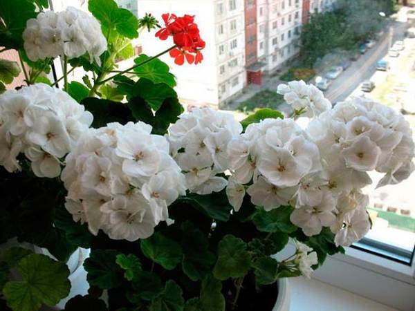 geranium putih 