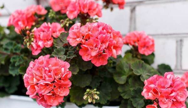 geranium merah jambu 