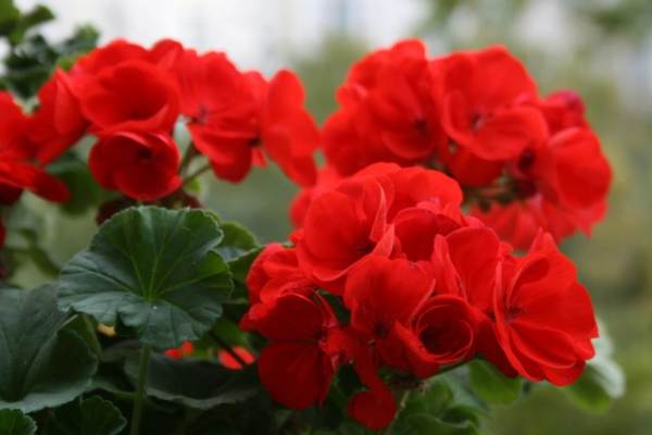 ketuhar geranium 
