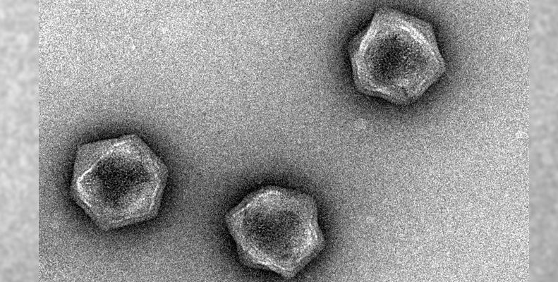 Virus raksasa membawa kod genetik yang dapat mengawal metabolisme makhluk hidup 