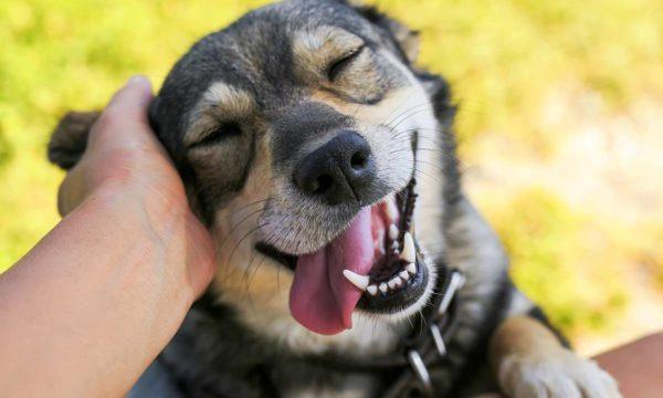 Mengapa bermimpi membelai anjing 