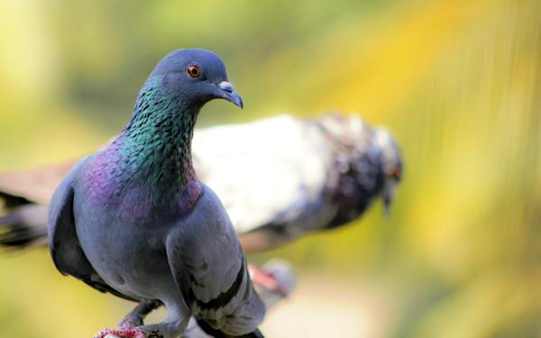 Burung merpati menghantam tingkap dan terbang - apa yang menanti anda, sesuai dengan tanda-tanda 