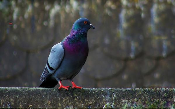 Burung merpati menghantam tingkap dan terbang - apa yang menanti anda, sesuai dengan tanda-tanda 