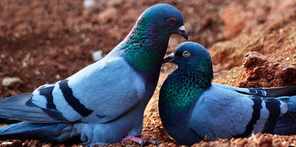 Burung merpati menghantam tingkap dan terbang - apa yang menanti anda, sesuai dengan tanda-tanda 