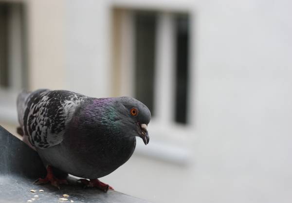 seekor burung merpati terbang melalui tingkap: tanda 