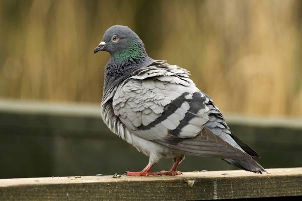 burung merpati itu terbang ke apartmen 