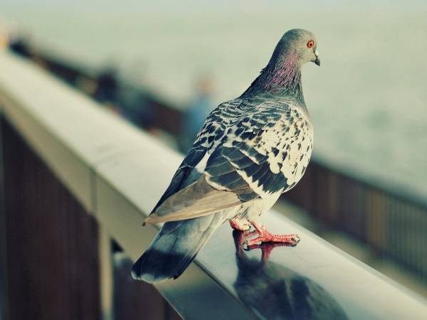 seekor burung merpati terbang melalui tingkap 