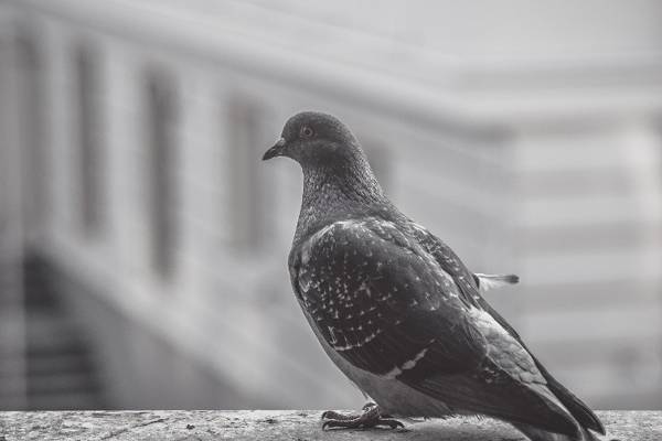 burung merpati mengintip ke luar tingkap 