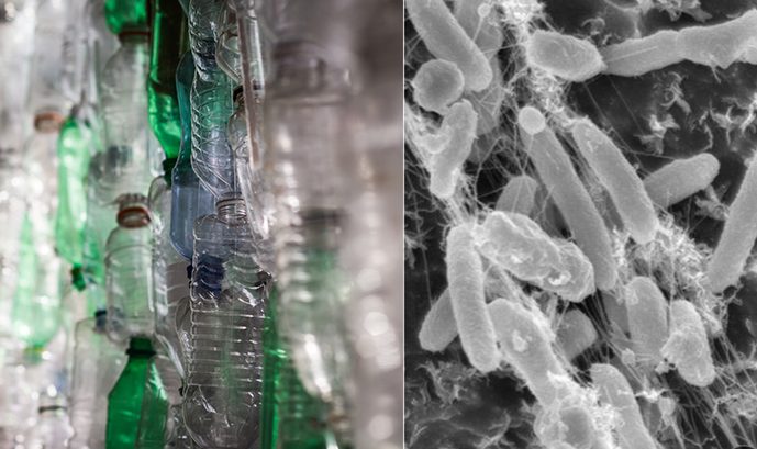 Berita baik: ada mikroba yang dapat menyerap sebilangan plastik paling sukar untuk dikitar semula. 