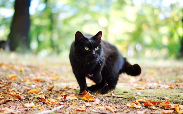 Mengapa kucing hitam melintas jalan 