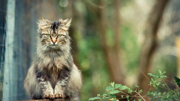 gambar kucing 