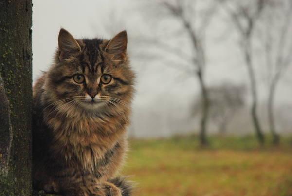 kucing takut 