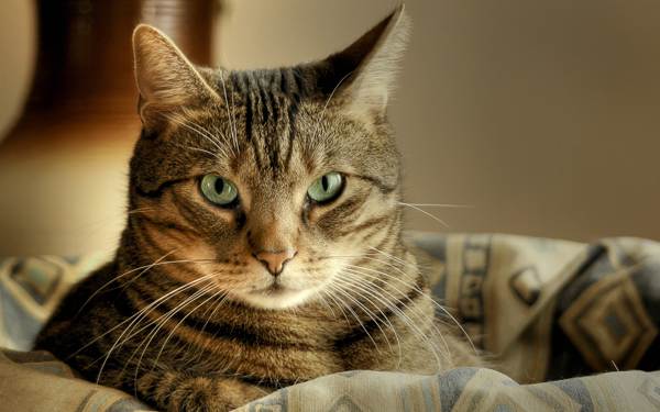 Mengapa kucing meninggalkan rumah dan tidak kembali? 
