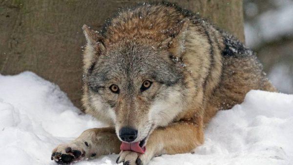 Haiwan liar yang terluka 