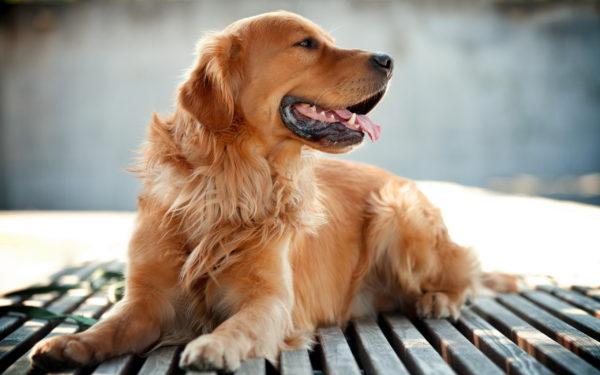 Kenapa anjing itu bermimpi 