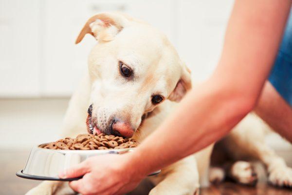 Memberi makan kepada anjing 