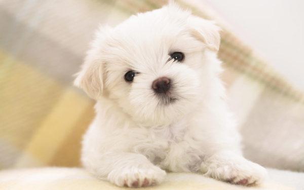 Mengapa anak anjing putih bermimpi 