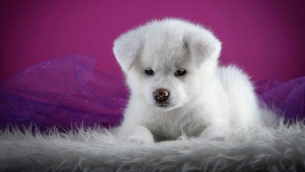 Anjing putih kecil 