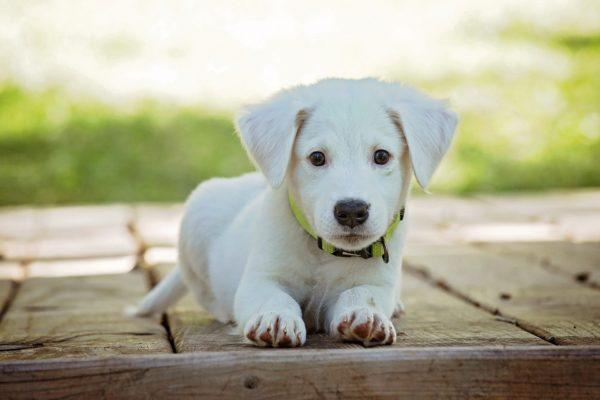 Anak anjing putih 