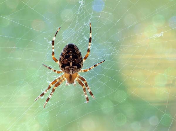 melihat pertanda labah-labah 