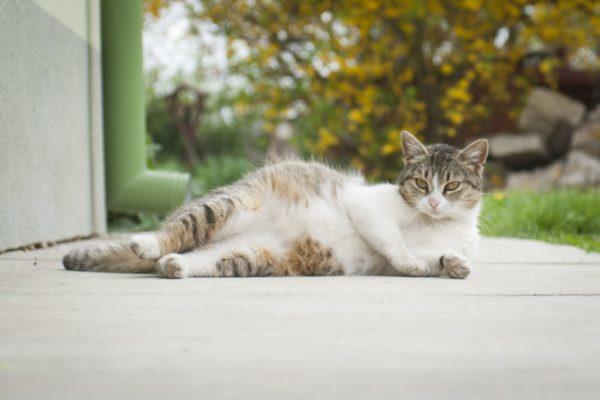 Mengapa kucing hamil bermimpi? 