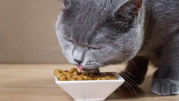 Mengapa kucing hamil bermimpi? 