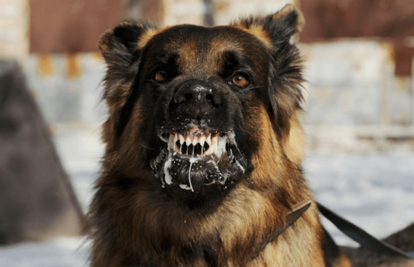 Mengapa anjing gila bermimpi 