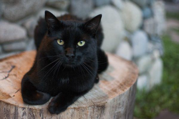 Kenapa kucing hitam bermimpi  