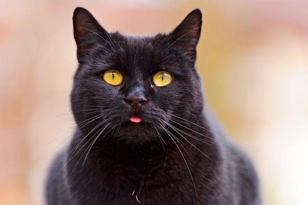Kenapa kucing hitam bermimpi  