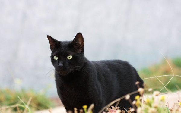 Kenapa kucing hitam bermimpi  