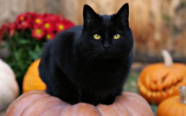 Kenapa kucing hitam bermimpi  