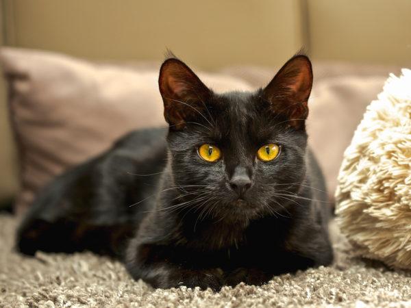 Kenapa kucing hitam bermimpi  